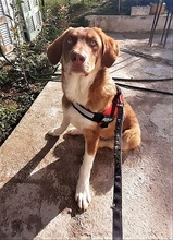 BLAKE, Hund, Mischlingshund in Griechenland - Bild 6
