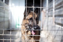 BOB, Hund, Deutscher Schäferhund in Rumänien - Bild 10