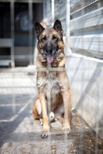 BOB, Hund, Deutscher Schäferhund in Rumänien - Bild 11