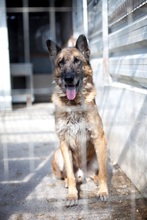 BOB, Hund, Deutscher Schäferhund in Rumänien - Bild 12