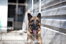 BOB, Hund, Deutscher Schäferhund in Rumänien - Bild 13
