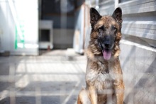 BOB, Hund, Deutscher Schäferhund in Rumänien - Bild 14