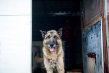 BOB, Hund, Deutscher Schäferhund in Rumänien - Bild 2