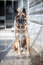 BOB, Hund, Deutscher Schäferhund in Rumänien - Bild 4