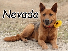 NEVADA, Hund, Deutscher Schäferhund-Mix in Slowakische Republik - Bild 1