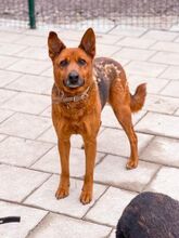 NEVADA, Hund, Deutscher Schäferhund-Mix in Slowakische Republik - Bild 6