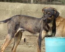 ROCKY, Hund, Mischlingshund in Griechenland - Bild 11