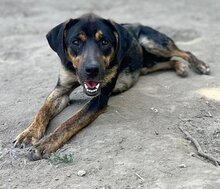 ROCKY, Hund, Mischlingshund in Griechenland - Bild 18