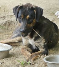 ROCKY, Hund, Mischlingshund in Griechenland - Bild 7