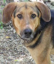 CANELLO, Hund, Mischlingshund in Griechenland - Bild 10