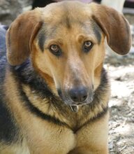 CANELLO, Hund, Mischlingshund in Griechenland - Bild 11