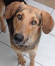 CANELLO, Hund, Mischlingshund in Griechenland - Bild 15