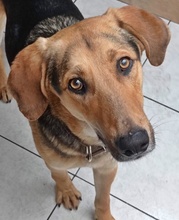 CANELLO, Hund, Mischlingshund in Griechenland - Bild 16