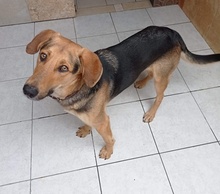 CANELLO, Hund, Mischlingshund in Griechenland - Bild 17