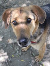 CANELLO, Hund, Mischlingshund in Griechenland - Bild 3