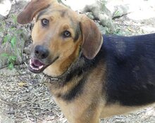 CANELLO, Hund, Mischlingshund in Griechenland - Bild 4