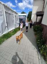MIKY, Hund, Mischlingshund in Slowakische Republik - Bild 24