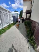 MIKY, Hund, Mischlingshund in Slowakische Republik - Bild 25