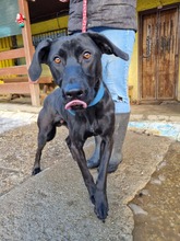 KONGO, Hund, Mischlingshund in Slowakische Republik - Bild 3