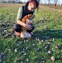 BENNI, Hund, Mischlingshund in Rumänien - Bild 4