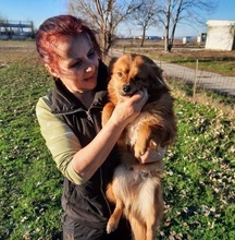 BENNI, Hund, Mischlingshund in Rumänien - Bild 6