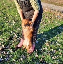 BENNI, Hund, Mischlingshund in Rumänien - Bild 7