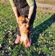 BENNI, Hund, Mischlingshund in Rumänien - Bild 8
