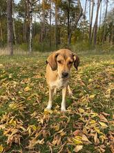 DINA, Hund, Mischlingshund in Russische Föderation - Bild 3