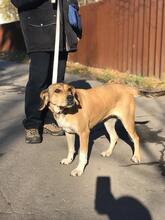DINA, Hund, Mischlingshund in Russische Föderation - Bild 5
