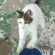 TONI, Katze, Europäisch Kurzhaar in Spanien - Bild 4