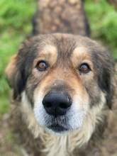 NIKOLAUS, Hund, Mischlingshund in Griechenland - Bild 11