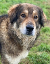 NIKOLAUS, Hund, Mischlingshund in Griechenland - Bild 14