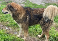 NIKOLAUS, Hund, Mischlingshund in Griechenland - Bild 15