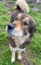 NIKOLAUS, Hund, Mischlingshund in Griechenland - Bild 4