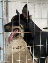 NILES, Hund, Mischlingshund in Griechenland - Bild 4
