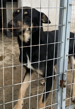 NILES, Hund, Mischlingshund in Griechenland - Bild 6