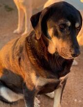PAVEL, Hund, Mischlingshund in Griechenland - Bild 10