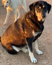PAVEL, Hund, Mischlingshund in Griechenland - Bild 2