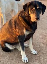 PAVEL, Hund, Mischlingshund in Griechenland - Bild 3