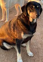 PAVEL, Hund, Mischlingshund in Griechenland - Bild 4