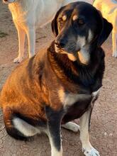 PAVEL, Hund, Mischlingshund in Griechenland - Bild 7
