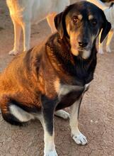 PAVEL, Hund, Mischlingshund in Griechenland - Bild 8