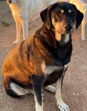 PAVEL, Hund, Mischlingshund in Griechenland - Bild 9