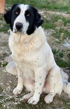 PIRATE, Hund, Mischlingshund in Griechenland - Bild 3