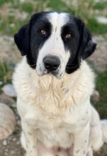 PIRATE, Hund, Mischlingshund in Griechenland - Bild 4