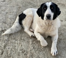 PIRATE, Hund, Mischlingshund in Griechenland - Bild 6