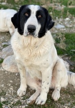 PIRATE, Hund, Mischlingshund in Griechenland - Bild 7