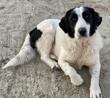 PIRATE, Hund, Mischlingshund in Griechenland - Bild 8