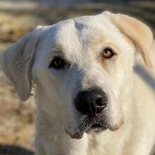 RASMUS, Hund, Mischlingshund in Griechenland - Bild 1