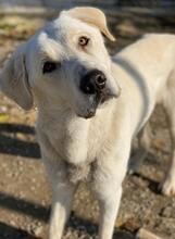 RASMUS, Hund, Mischlingshund in Griechenland - Bild 3